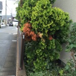 お手入れがしやすくなった植栽スペース