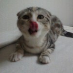 猫ちゃん☆