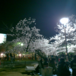 お花見