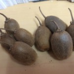 キウイいただきました♥