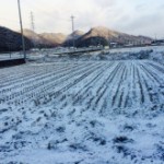 雪がつもりました♪