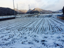 雪がつもりました♪