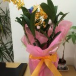 お花をいただきました♪