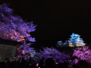 夜桜