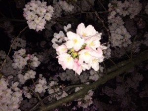 夜桜1