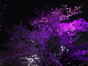 夜桜2