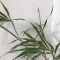 事務所の観葉植物に・・・