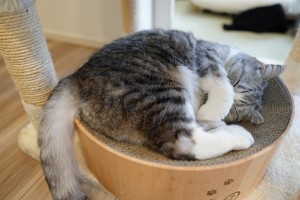 240710_写真AC_寝ている猫