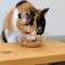 猫と暮らす家③