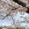桜開花情報です